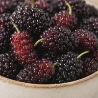 Harbor Mulberry