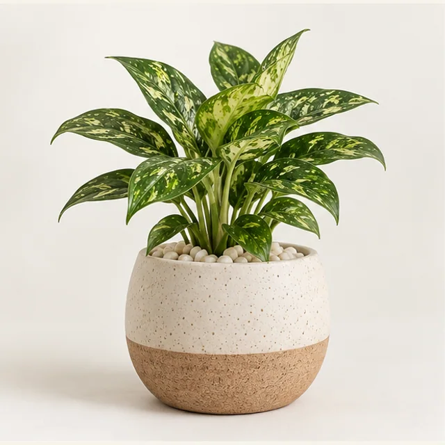 Meadow House Showpiece Plant — product overview