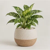 Meadow House Showpiece Plant