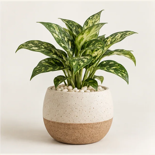 Meadow House Showpiece Plant — detail view