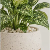 Meadow House Showpiece Plant